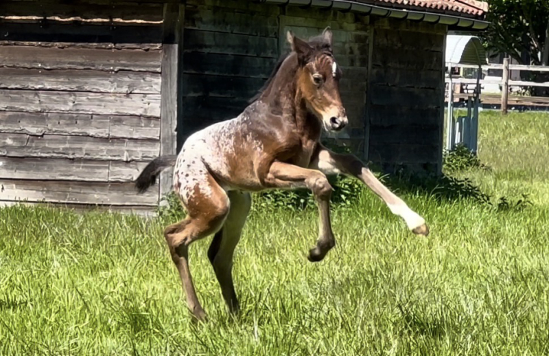 J-Nius V.V. Z x Malito de Rêve