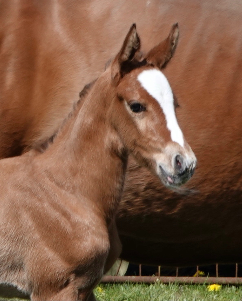 J-Nius V.V. Z x Der Senaat