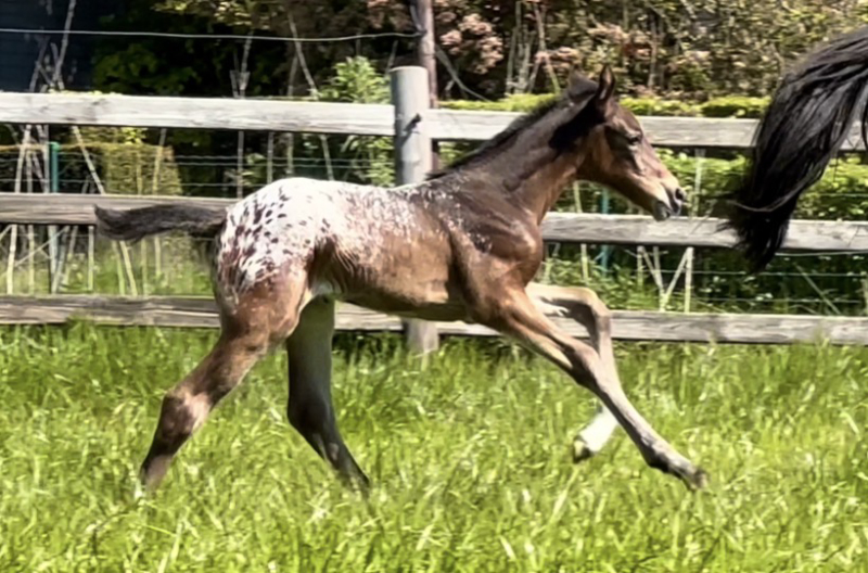 J-Nius V.V. Z x Malito de Rêve