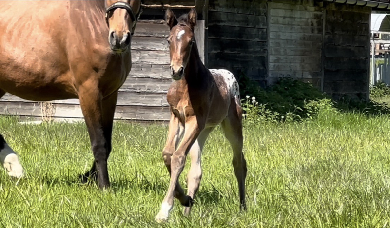 J-Nius V.V. Z x Malito de Rêve