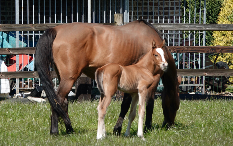 J-Nius V.V. Z x Der Senaat