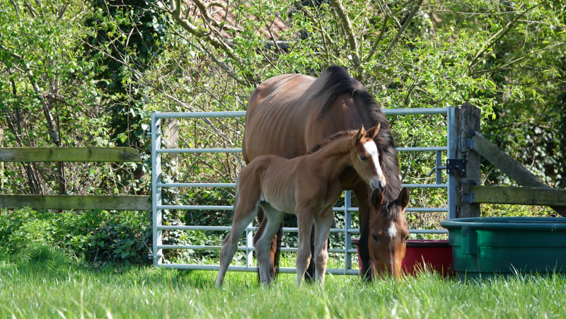 J-Nius V.V. Z x Der Senaat