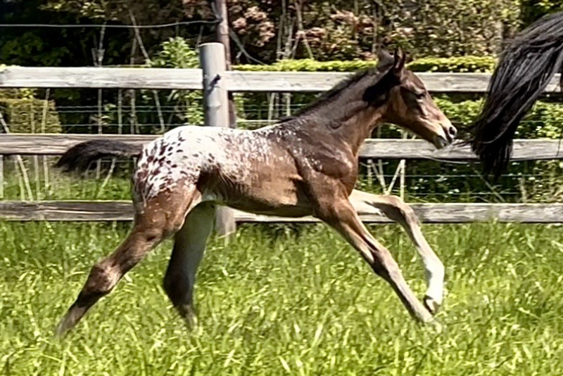 J-Nius V.V. Z x Malito de Rêve