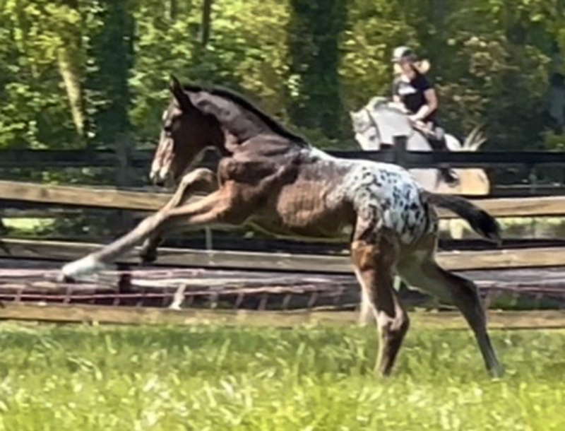 J-Nius V.V. Z x Malito de Rêve