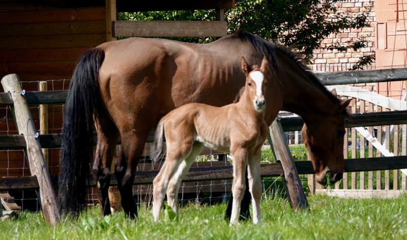 J-Nius V.V. Z x Der Senaat