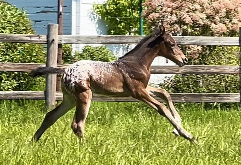 J-Nius V.V. Z x Malito de Rêve