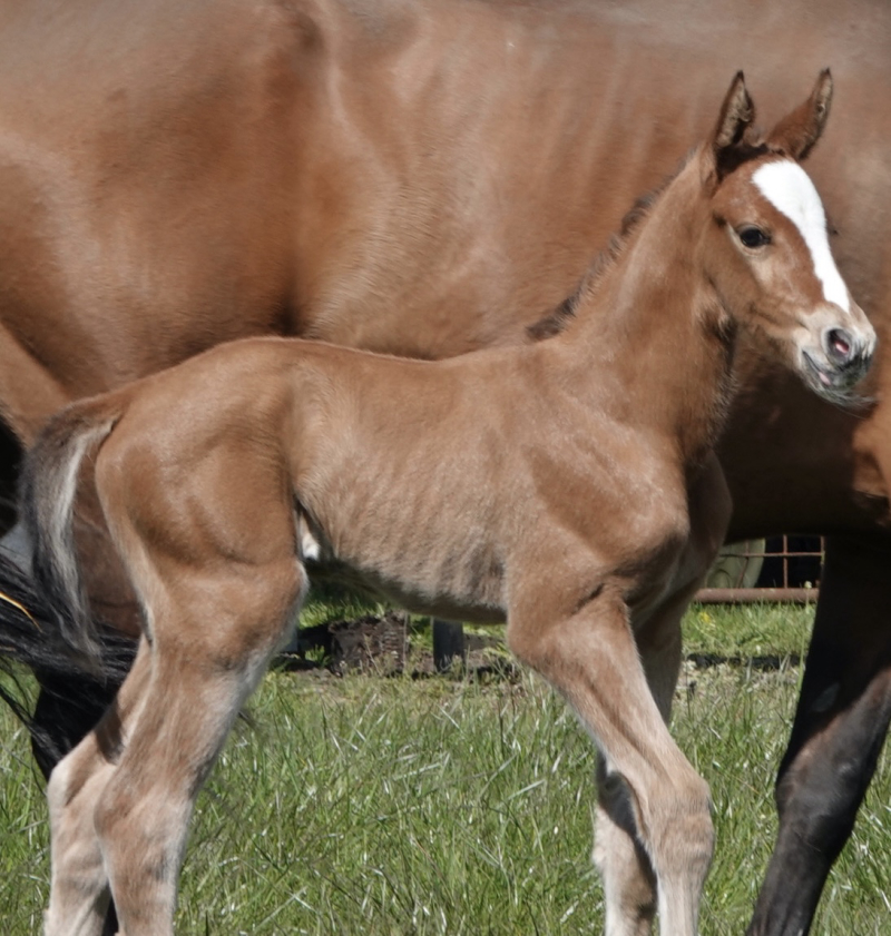Met grote trots hebben we ons allereerste veulen van 2026 verwelkomd: een werkelijk charmante merrie, dat niet alleen de aandacht trekt, maar ook ieders hart verovert.