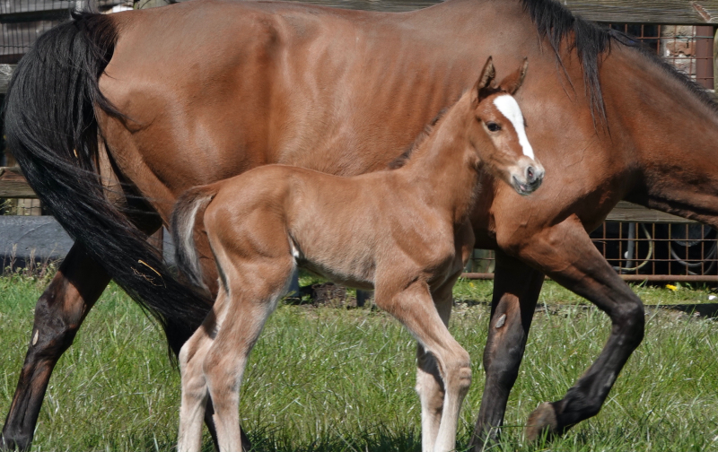 J-Nius V.V. Z x Der Senaat