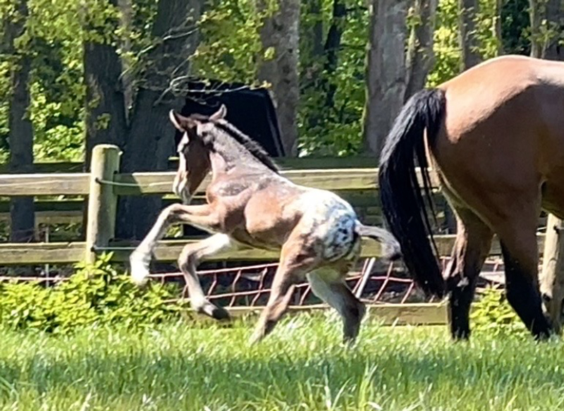 J-Nius V.V. Z x Malito de Rêve