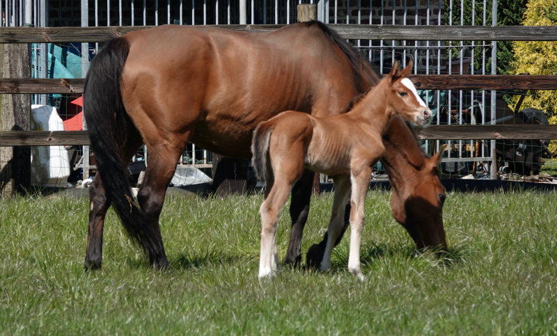 J-Nius V.V. Z x Der Senaat