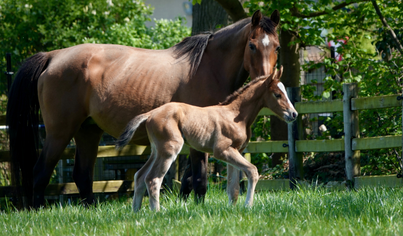 J-Nius V.V. Z x Der Senaat