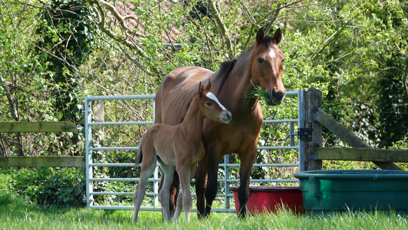 J-Nius V.V. Z x Der Senaat